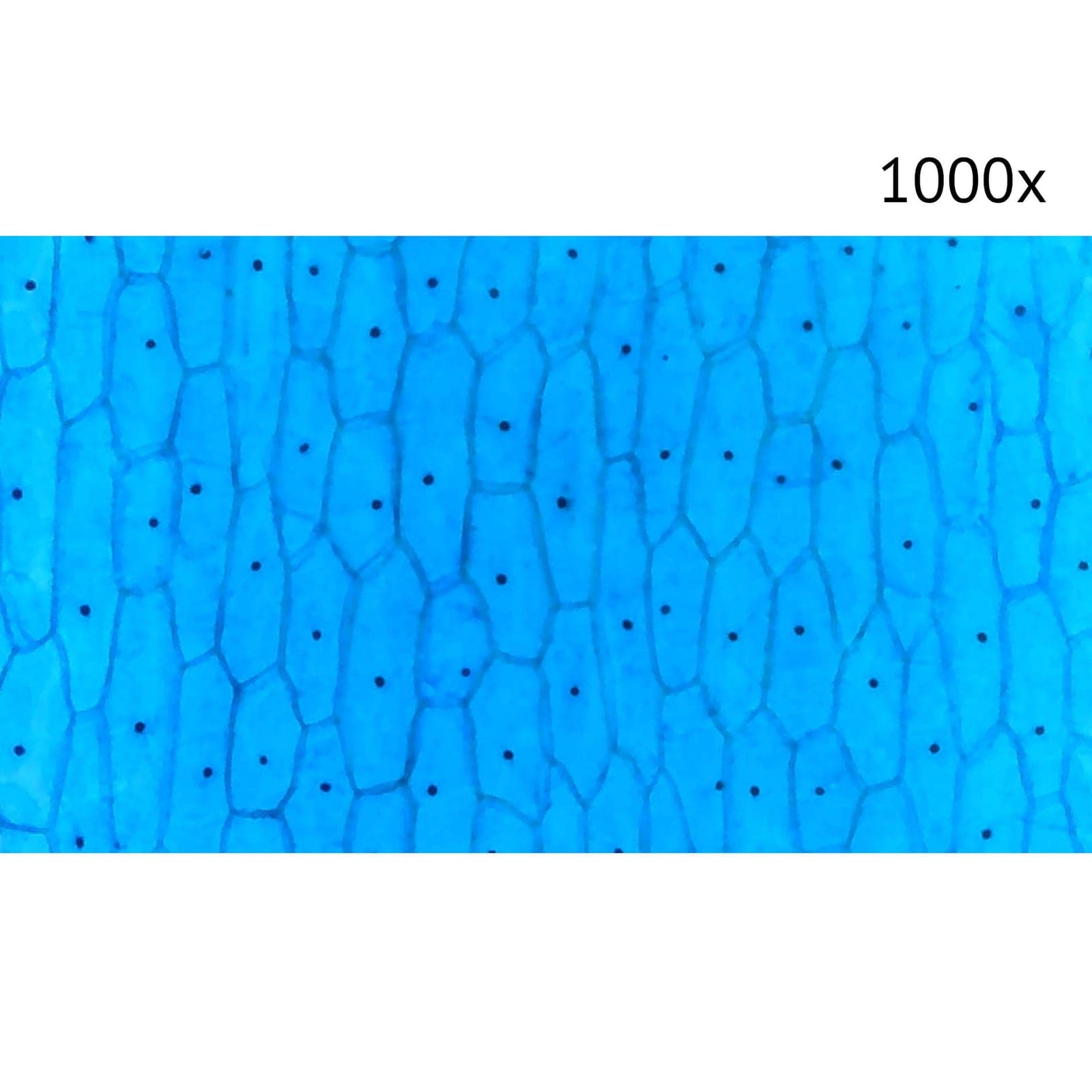 Цифровой микроскоп МИКМЕД LCD 1000Х 2.0LB
